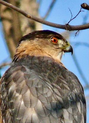 This is the Cooper's Hawk that was playing in the puddle. His tail is still wet! by ~Sage~ is licensed under CC BY-NC-ND 2.0